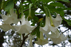 Datura arborea